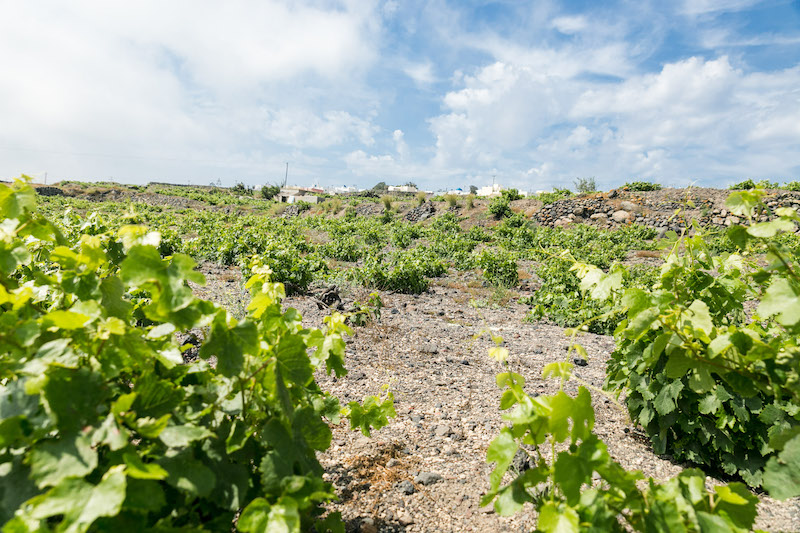 Vassaltis vineyards clearance